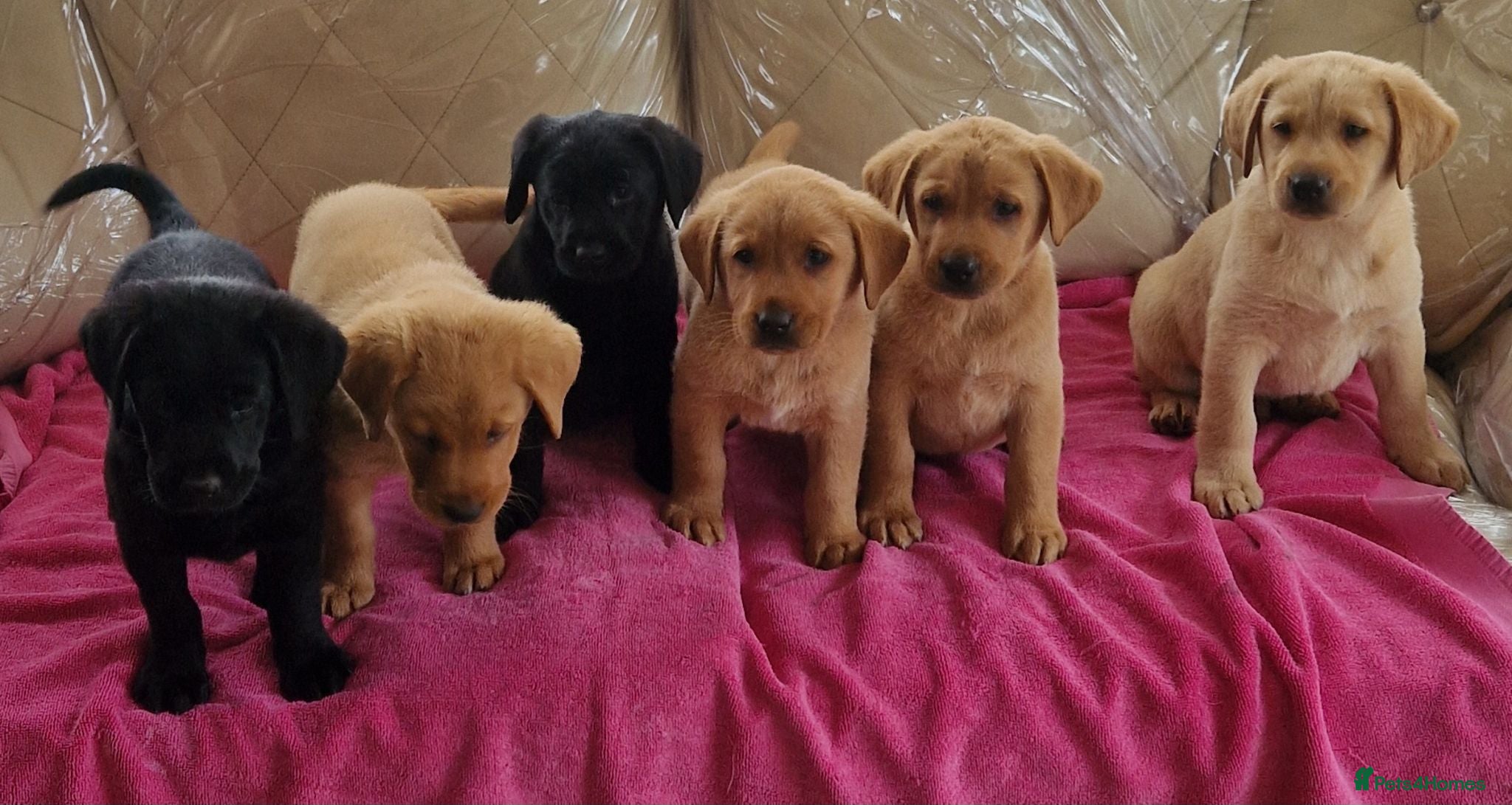 Labrador Retriever dogs 🐕🐕 6 adorable old English Labrador puppys 🐕🐕 - Advert 1