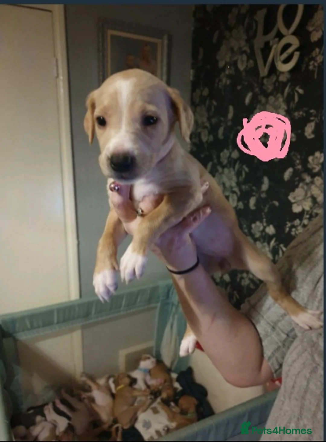 Mixed Breed dogs for sale: 10 puppies 5 girls 5 boys  - Advert 1