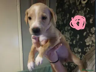 Mixed Breed dogs 10 puppies 5 girls 5 boys - Advert 3