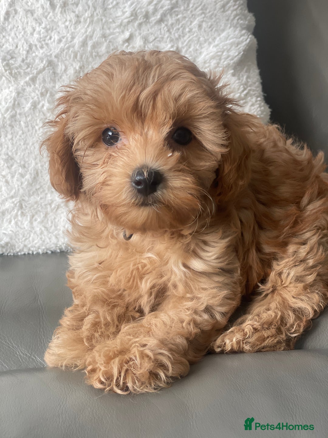 Toy Poodle dogs for sale: Toy poodle girls - Image 4