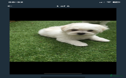 Maltipoo dogs for sale: Maltipoo puppies  - Image 1