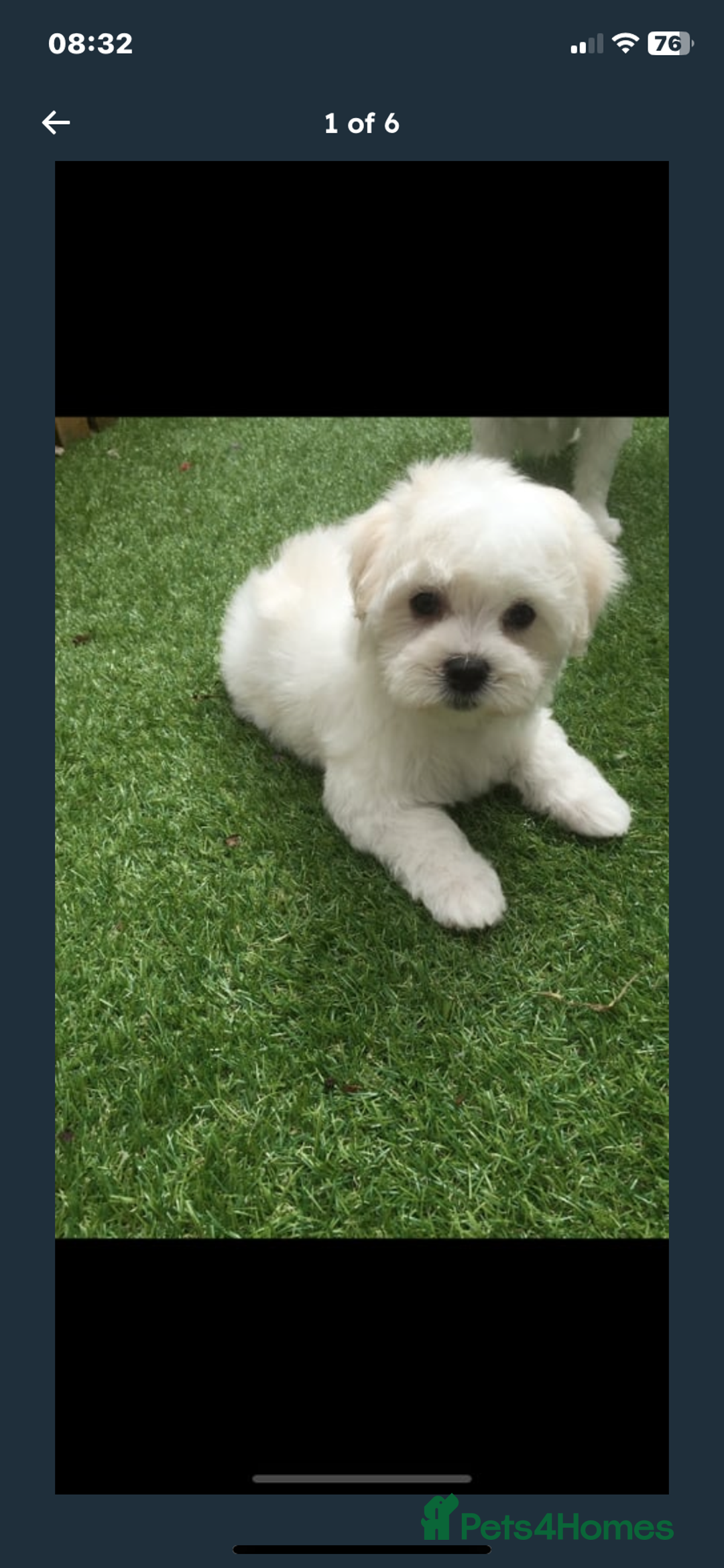 Maltipoo dogs for sale: Maltipoo puppies  - Image 1