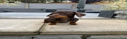 Miniature Dachshund dogs for sale: Gorgeous KC registered Miniature Dachshunds   - Advert 26