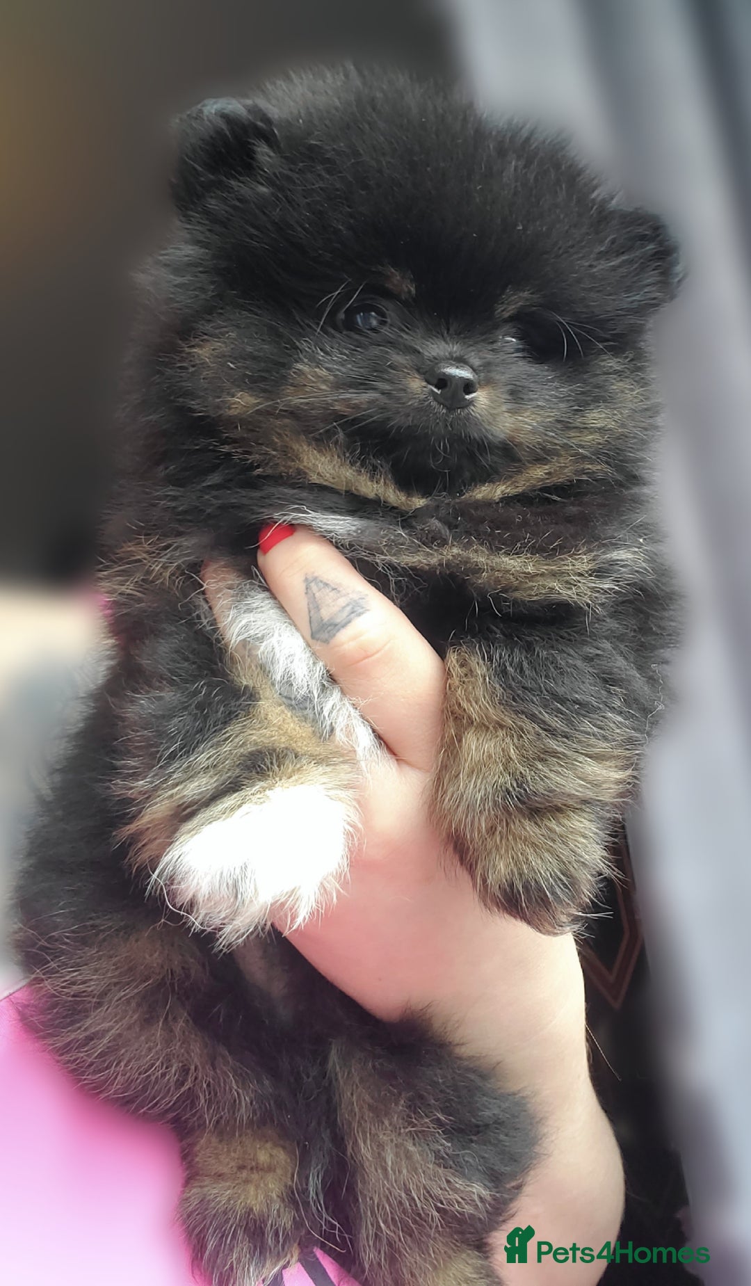 Pomeranian dogs for stud: Kc Pomeranian For Stud Duties - Advert 17