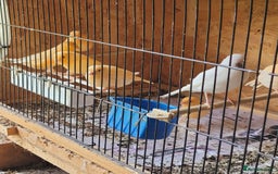 Canaries birds for sale: Canaries & siskins  - Image 2