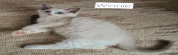 Ragdoll cats for sale: Gorgeous pure bread ragdoll kittens - Advert 8