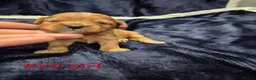 Cavapoo dogs for sale: Adorable F1 Cavapoo puppies - Advert 9
