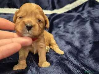 Cavapoo dogs Adorable F1 Cavapoo puppies - Advert 8