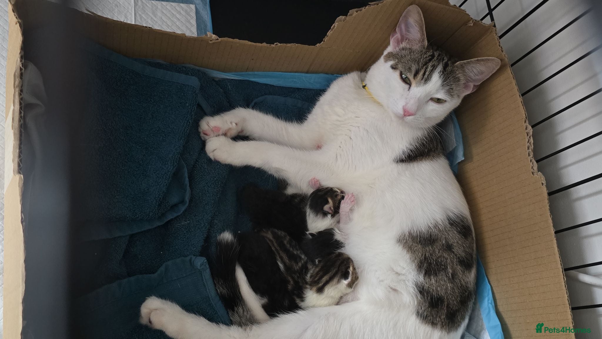 Mixed Breed cats 3 kittens for sale - Advert 18