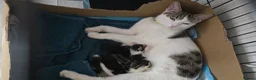 Mixed Breed cats for sale: 3 kittens for sale in Darlington - Advert 1