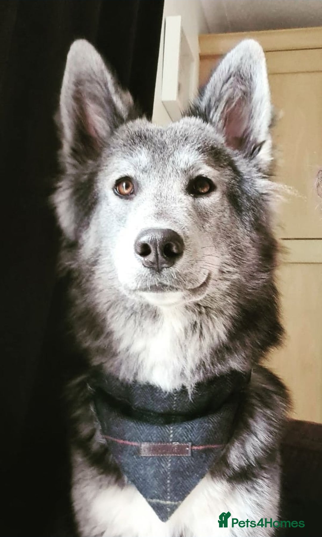 Mixed Breed dogs for sale: German Shepherd X Puppies - Image 20
