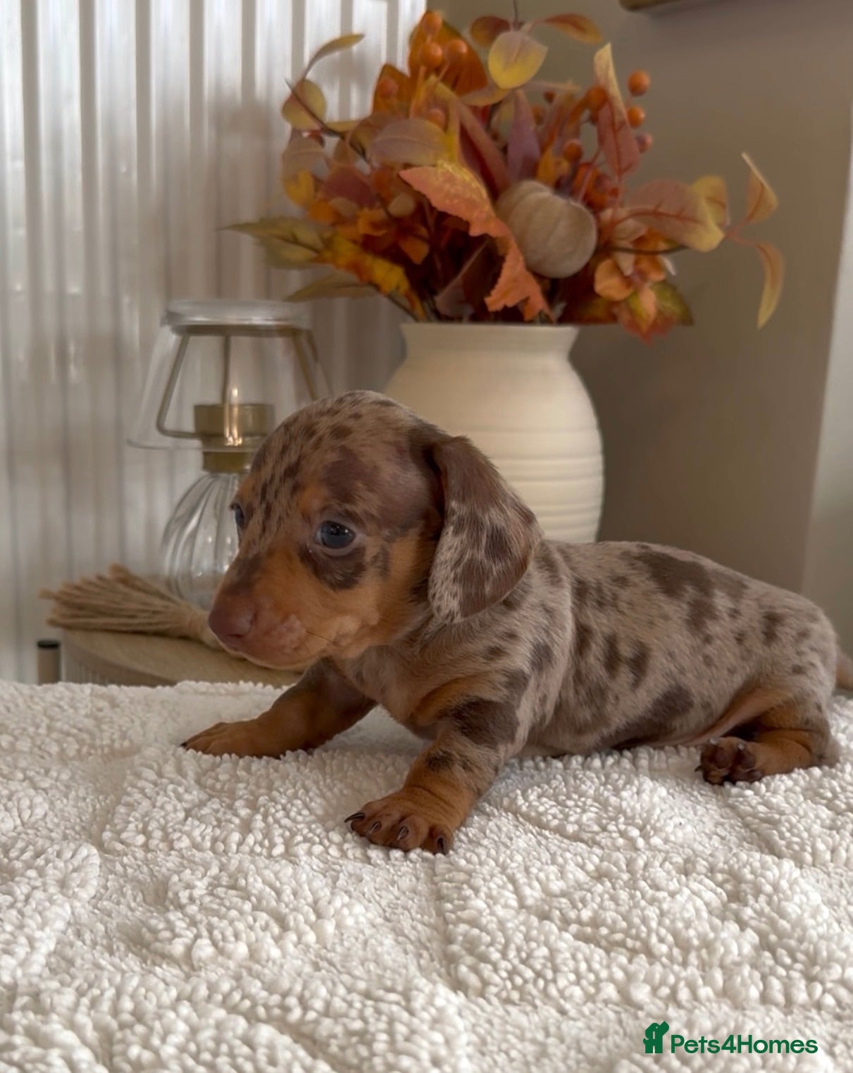 Miniature Dachshund dogs 🐾 6 BEAUTIFUL SMOOTH-HAIRED MINIATURE DACHSHUNDS - Advert 2