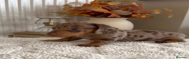 Miniature Dachshund 6