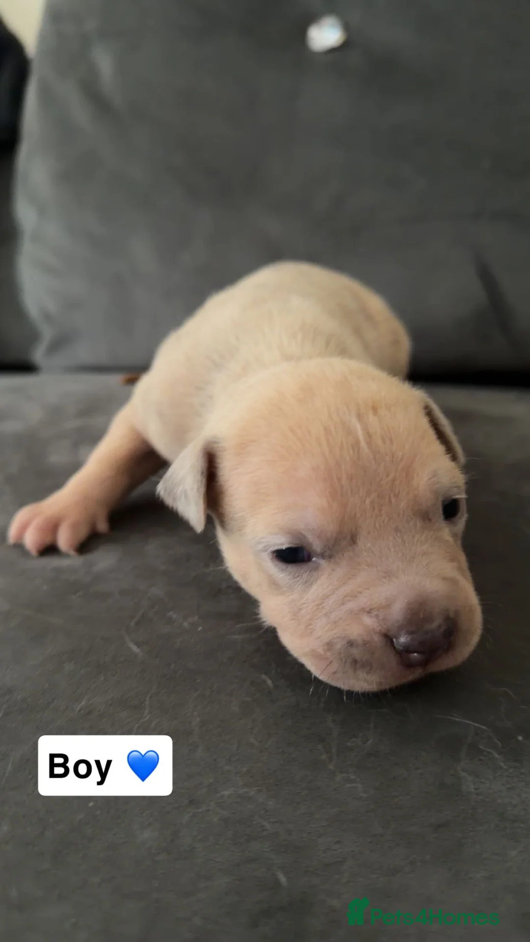 American Bully dogs for sale: Standard American bully pups - Advert 7