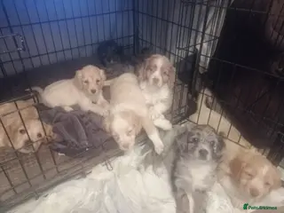 Mixed Breed dogs Cocker spaniel cross cocker/Australian shepherd - Advert 16