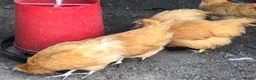 Chickens poultry for sale: Orpington Pullets and Cockerels Various Ages  - Advert 6