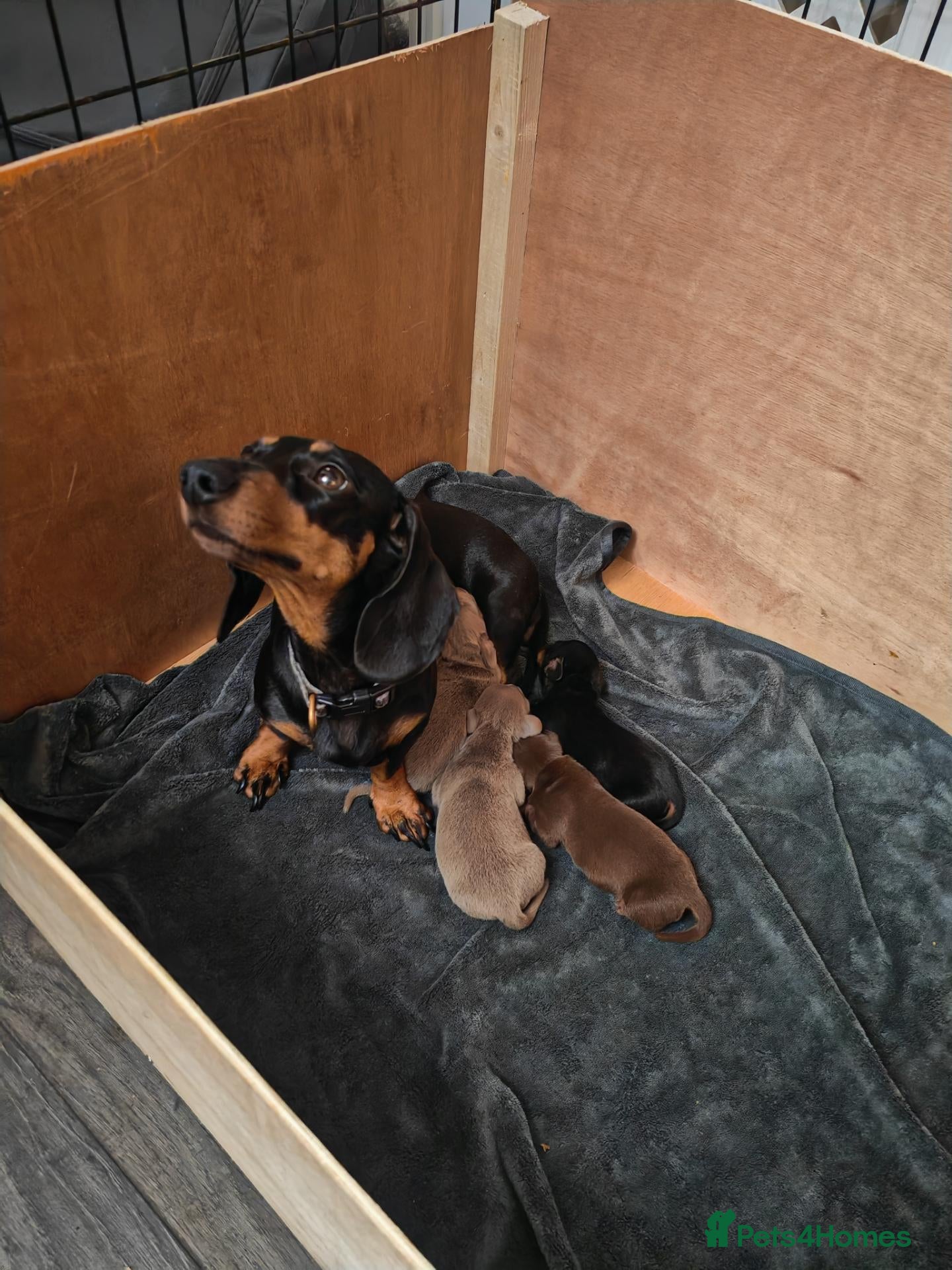 Miniature Dachshund dogs Beautiful miniature dachshund puppies - Advert 7