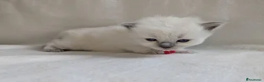 Ragdoll 3