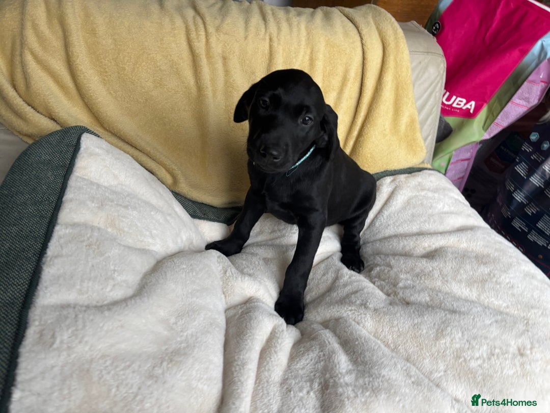 Labrador Retriever dogs for sale: KC Fully Health Tested Outstanding Working Line - Advert 31