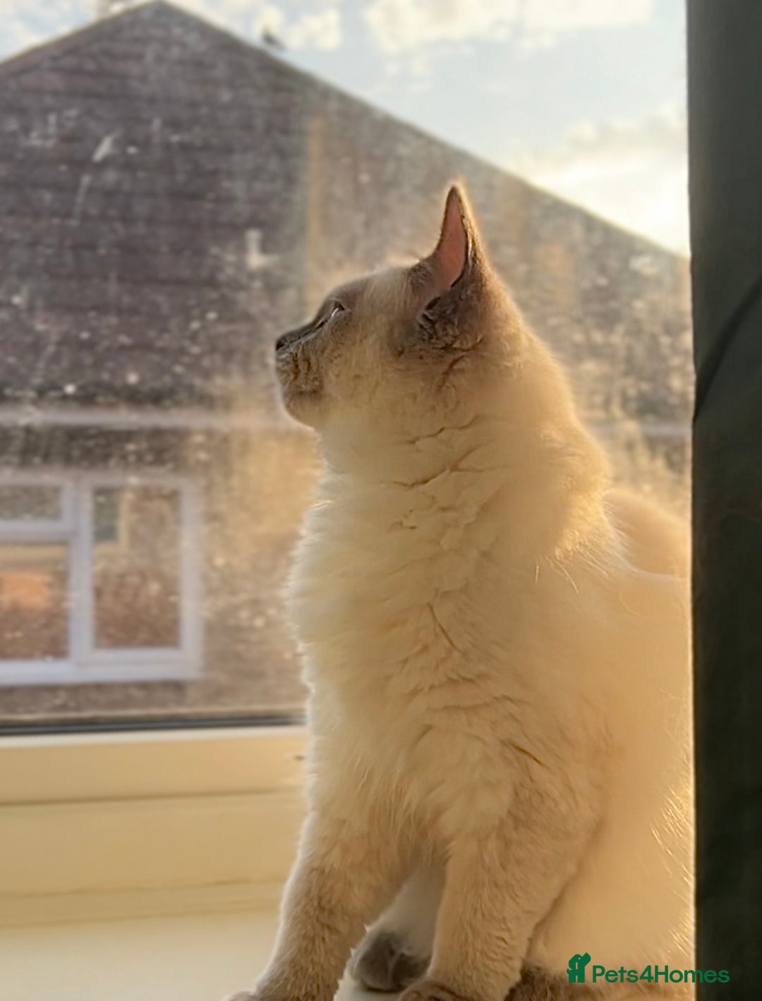 Mixed Breed cats for sale: Ragdoll mix girl needs new home - Advert 16