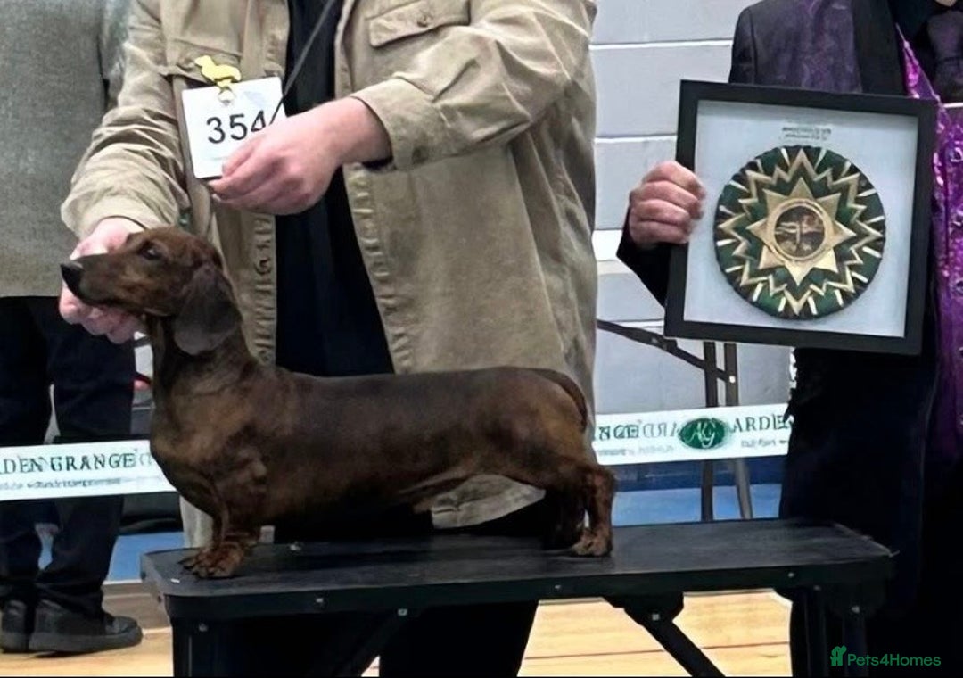 Miniature Dachshund dogs for stud: For Stud!! PRA Clear, KC Registered,Red Brindle - Advert 7
