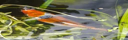 Koi Carp fish for sale: Koi carp - Advert 5