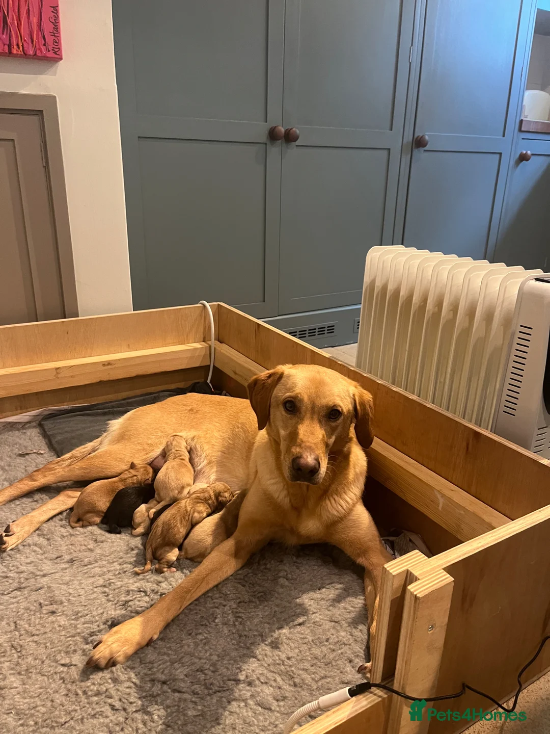 Labrador Retriever dogs for sale: Championship Winner FTCh Rustler Master puppies   in Warminster - Advert 9