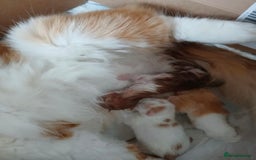 Mixed Breed cats for sale: Beautiful white and ginger male kitten  - Image 3