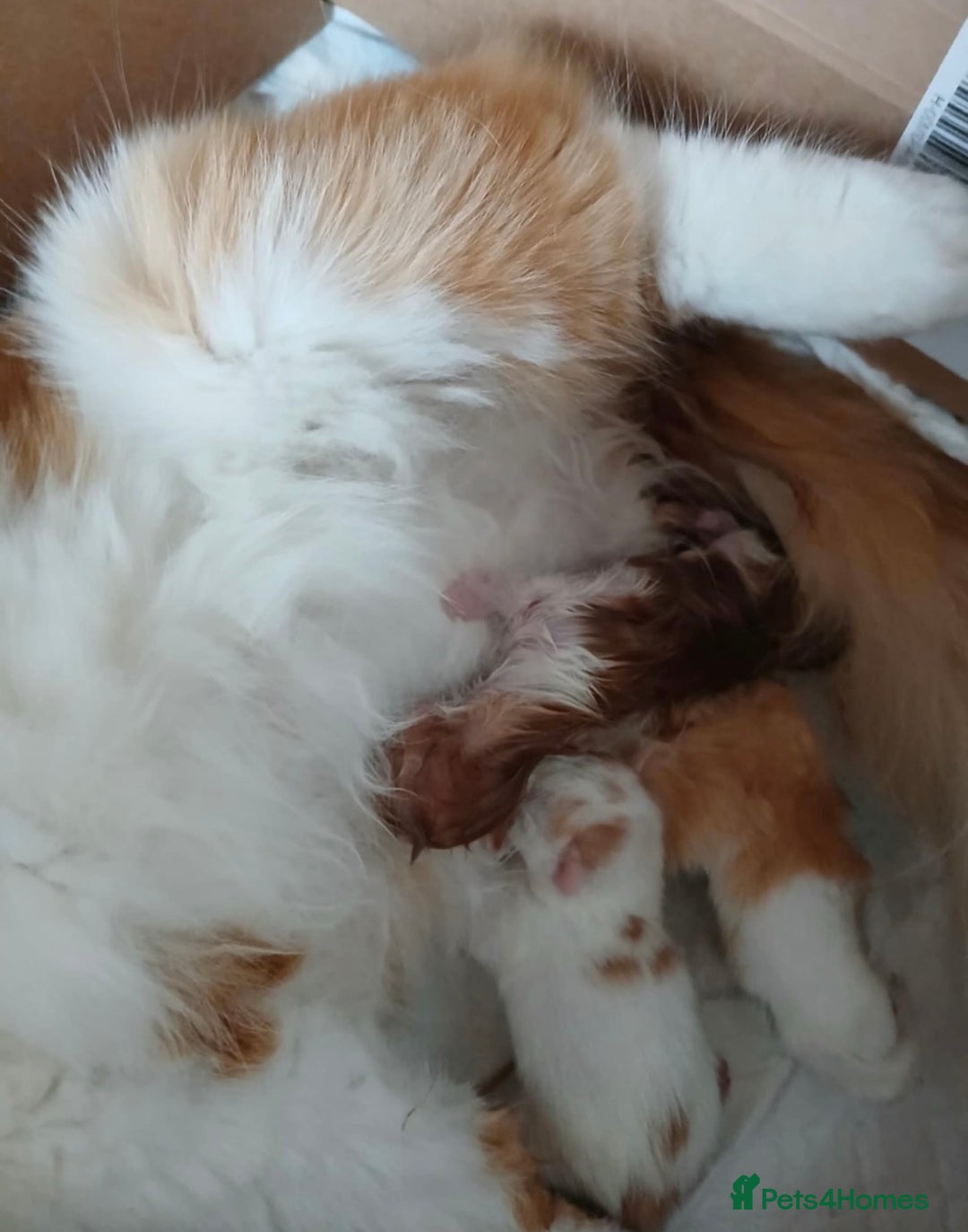 Mixed Breed cats for sale: Beautiful white and ginger male kitten  - Image 3