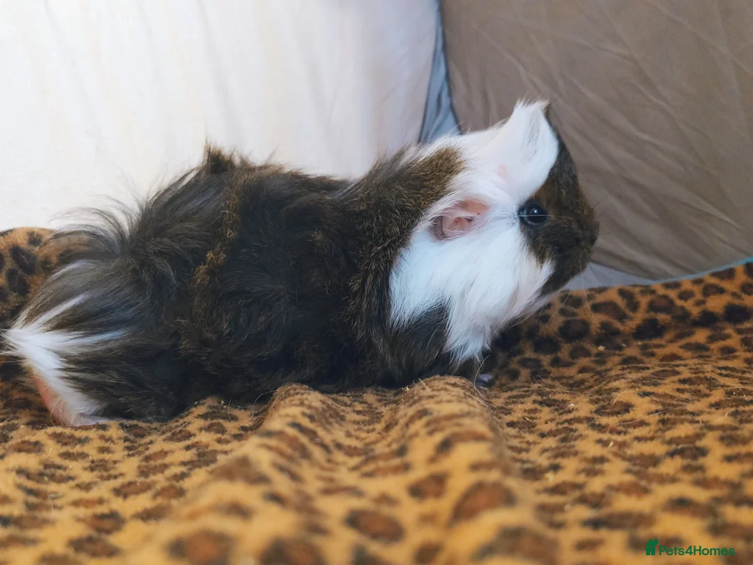 Guinea Pig rodents for sale: Pure bred Peruvian Guinea pig baby boars  in Staines - Advert 9