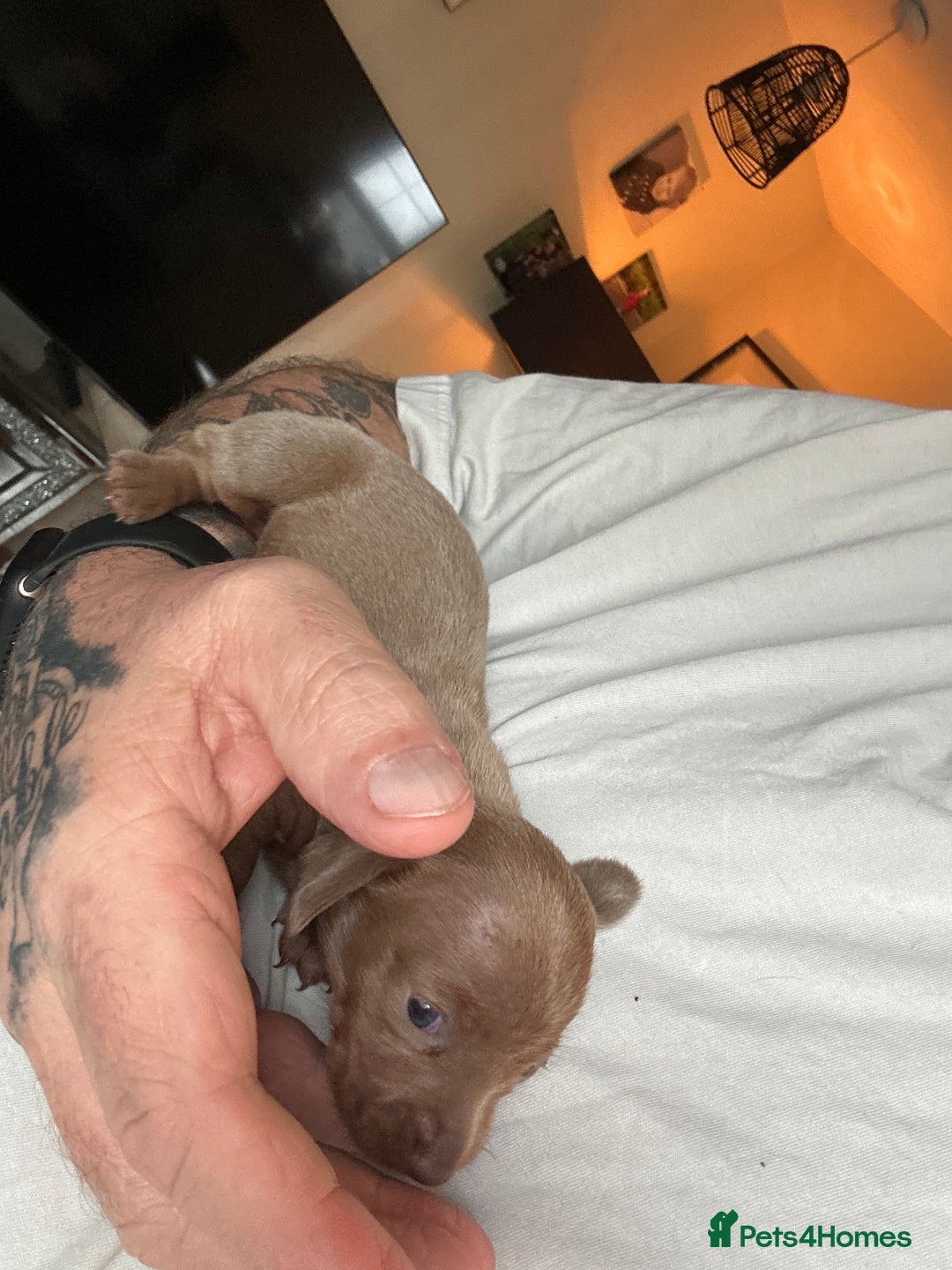 Dachshund dogs for sale: Mini daushound pups 3 available 2 boys and 1 girl - Advert 13