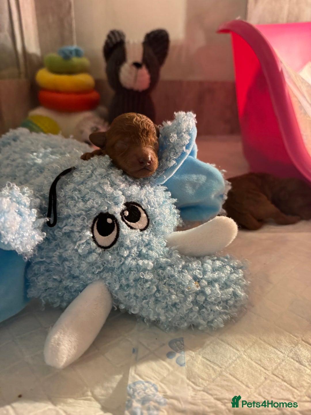 Toy Poodle dogs for sale: Gorgeous Toy Poodle Puppies  - Advert 6