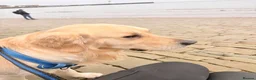 Golden Retriever dogs for stud: Golden retriever for stud - Advert 11