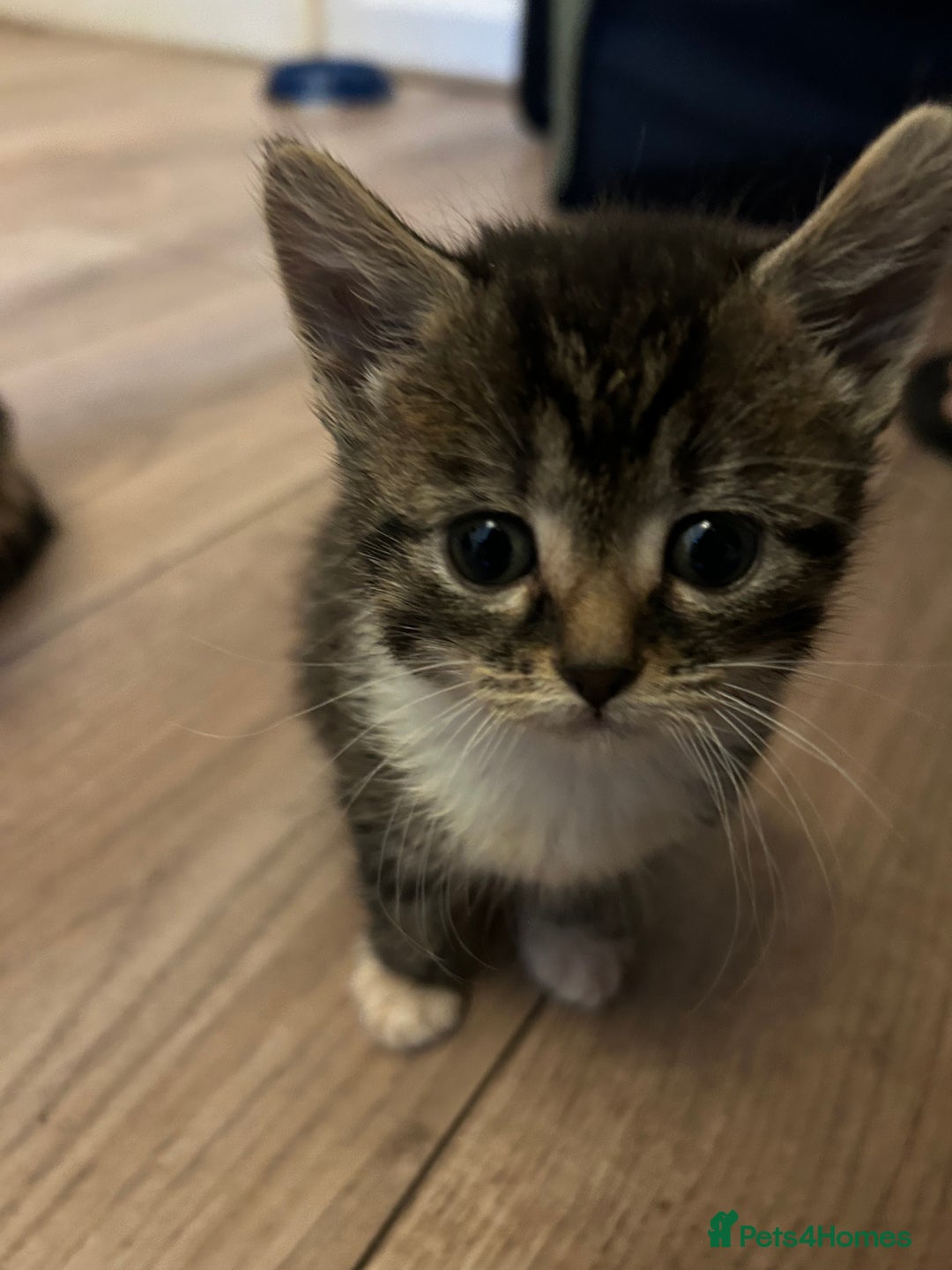 Mixed Breed cats for sale: Kittens available  - Image 10