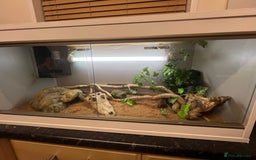 Bearded Dragon reptiles for sale: Baby bearded dragon and set up for sale  - Image 4