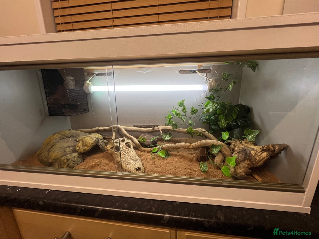 Bearded Dragon reptiles for sale: Baby bearded dragon and set up for sale  - Image 4
