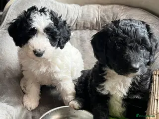 Bordoodle dogs Only 2 Double Doodle Bordoodles - Advert 1