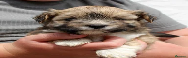 Lhasa Apso 4