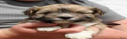 Lhasa Apso dogs for sale: Kc Registered show quality Lhasa Apso pups  - Advert 4