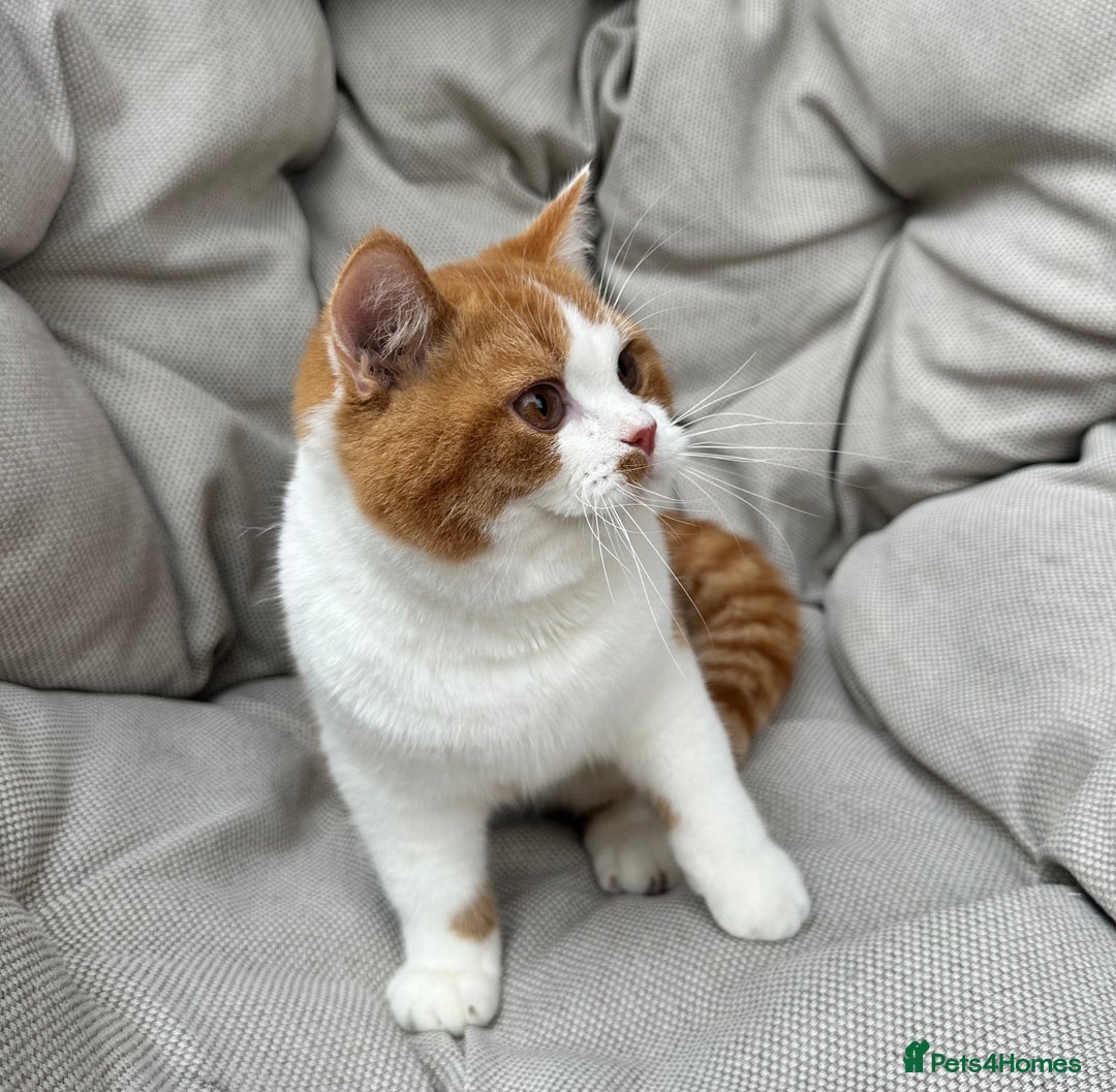 British Shorthair cats for sale: British Shorthair Chunky kittens - Image 8