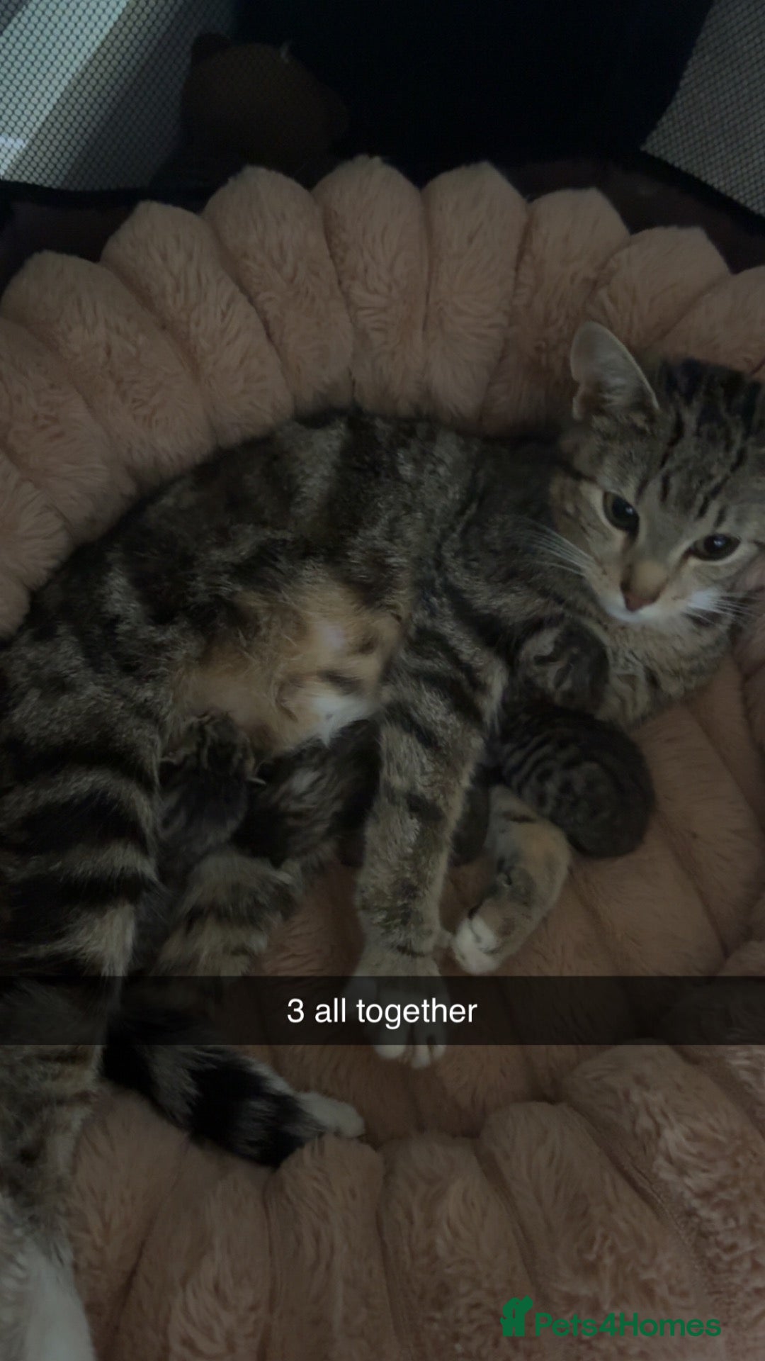Mixed Breed cats Three tabby kittens for sale - Advert 2