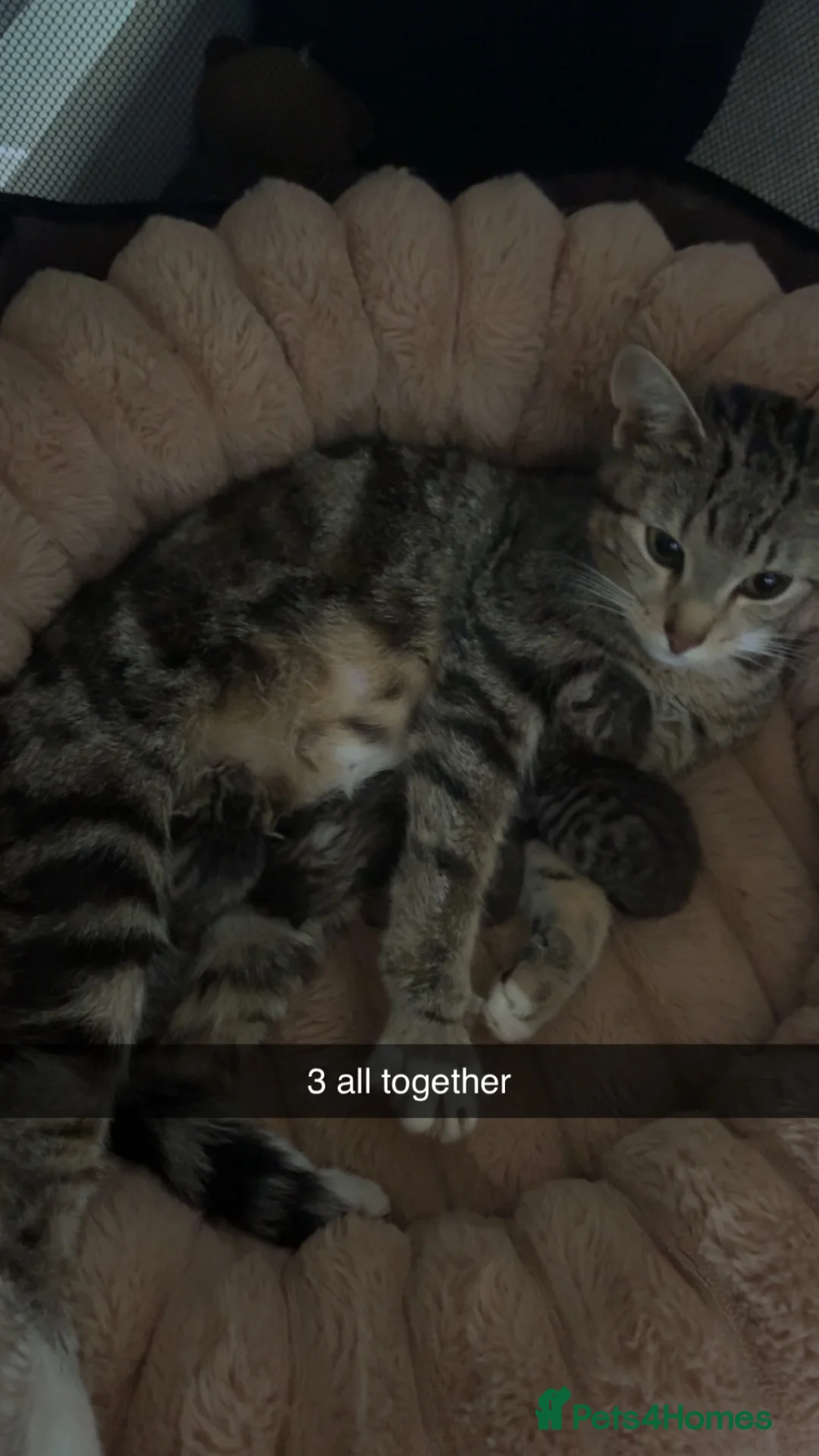 Mixed Breed cats for sale: Three tabby kittens for sale - Advert 1