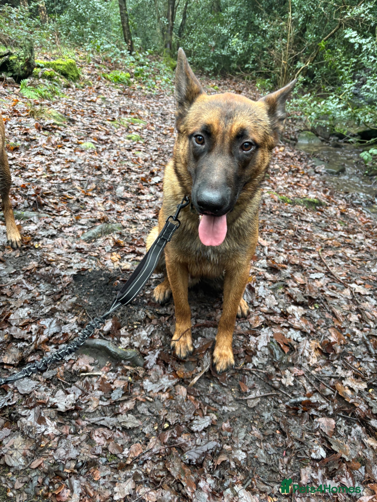Belgian Shepherd Dog dogs 15 month old Belgian malinois - Advert 1