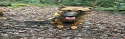 Belgian Shepherd Dog dogs for sale: 15 month old Belgian malinois - Advert 1