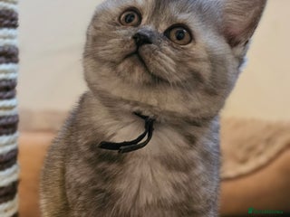 British Shorthair cats - Advert 34