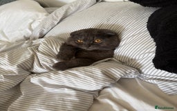 Scottish Fold cats for stud: Studd Scottish fold 200 - Image 3