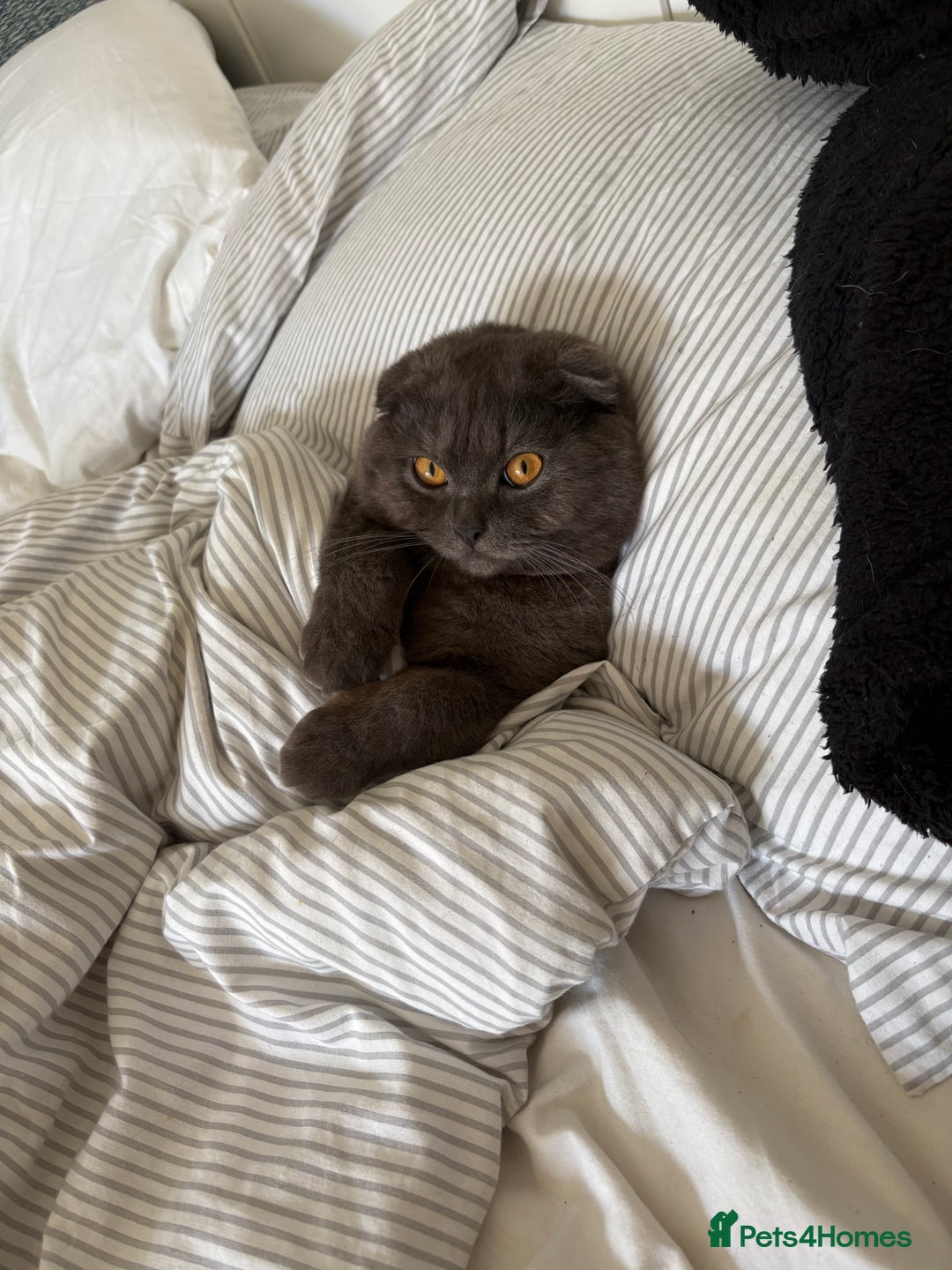 Scottish Fold cats for stud: Studd Scottish fold 200 - Image 3