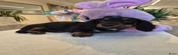 Miniature Dachshund dogs for sale: Beautiful Miniature Dachshund Ready to leave!♥️💙 - Advert 32