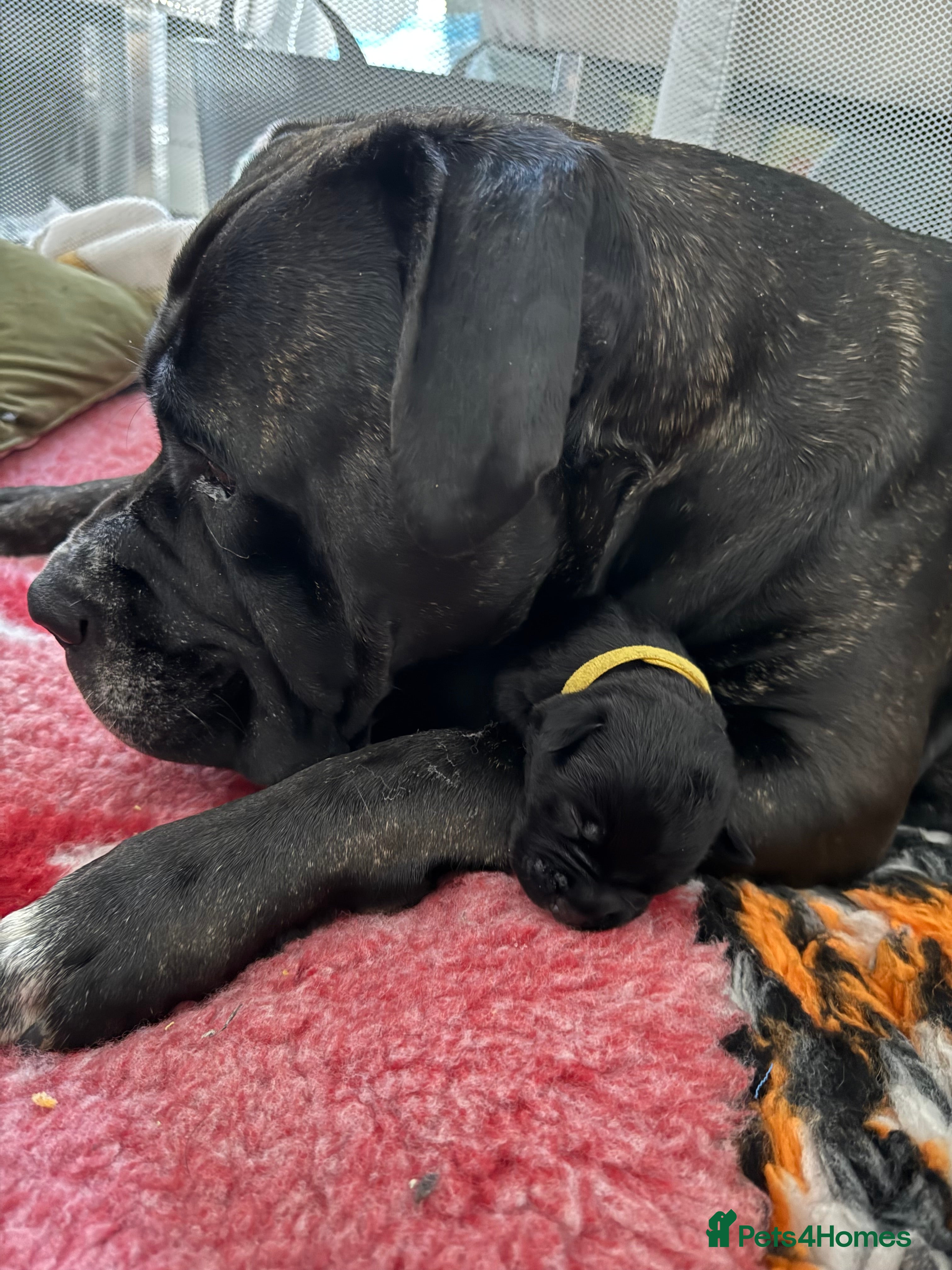 Cane Corso dogs Cane Corso puppies family reared no expense spared - Advert 2