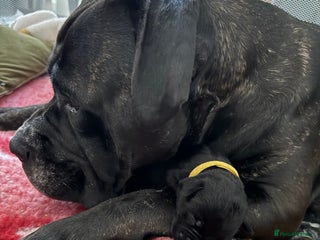 Cane Corso dogs Cane Corso puppies family reared no expense spared - Advert 3
